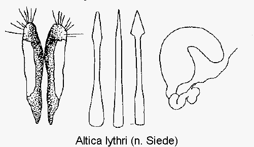 altica_lythri_sperm.gif