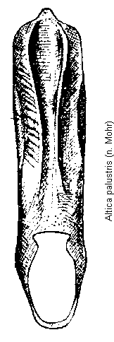 altica_palustris.gif