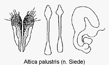 altica_palustris_sperm.gif
