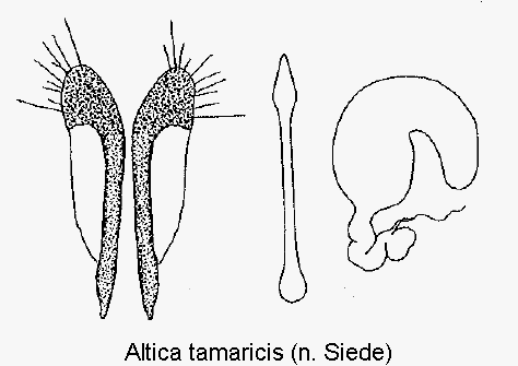 altica_tamaricis_sperm.gif