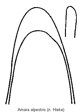amara_alpestris.gif