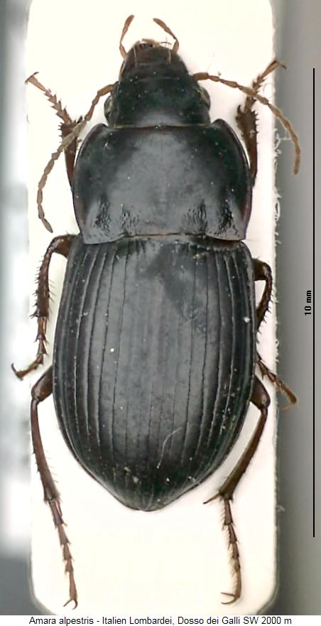 amara_alpestris_hab.jpg