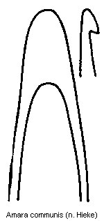 amara_communis.gif