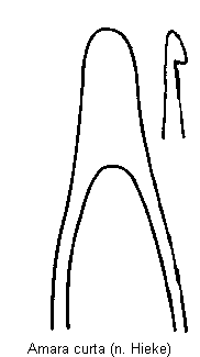 amara_curta.gif