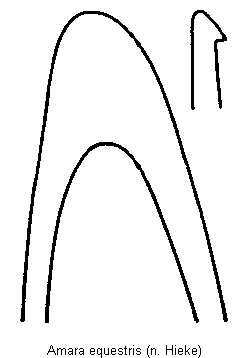 amara_equestris.gif