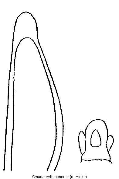 amara_erythrocnema.gif