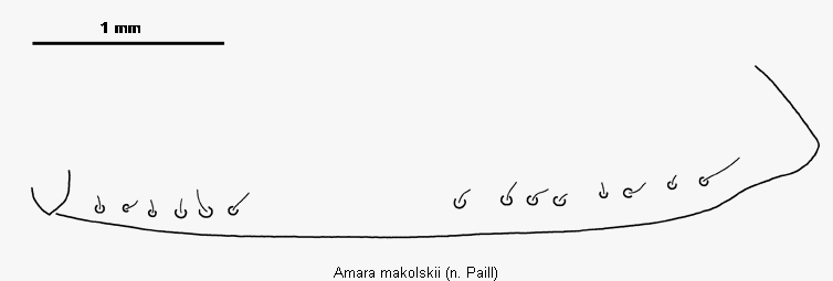amara_makolskii_srd.gif