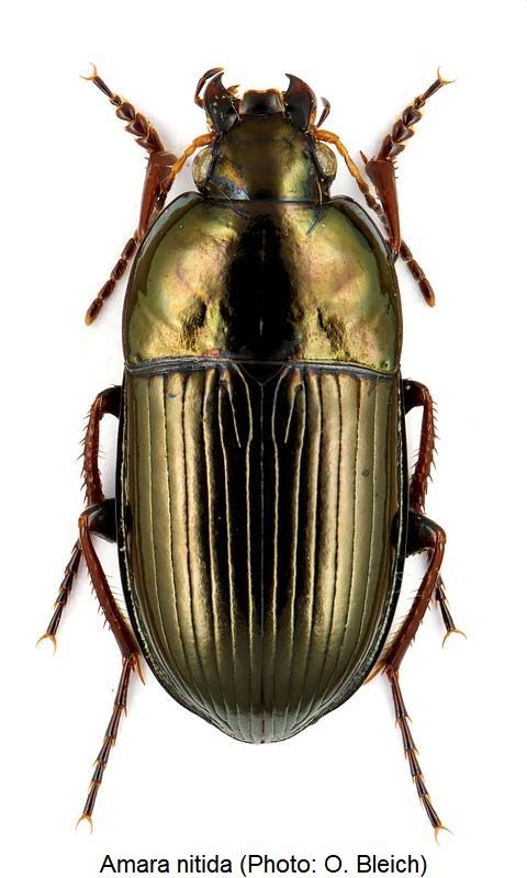 amara_nitida_hab.jpg