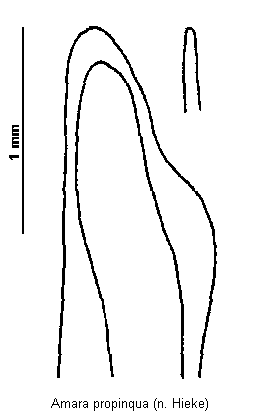 amara_propinqua.gif