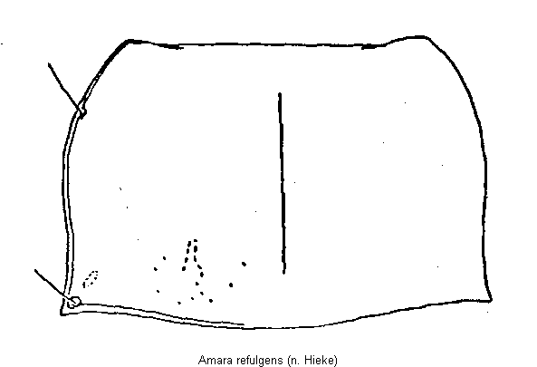 amara_refulgens_hsch.gif