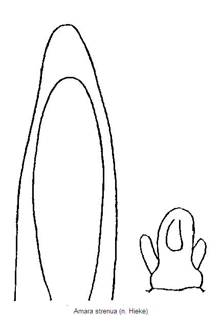 amara_strenua.jpg