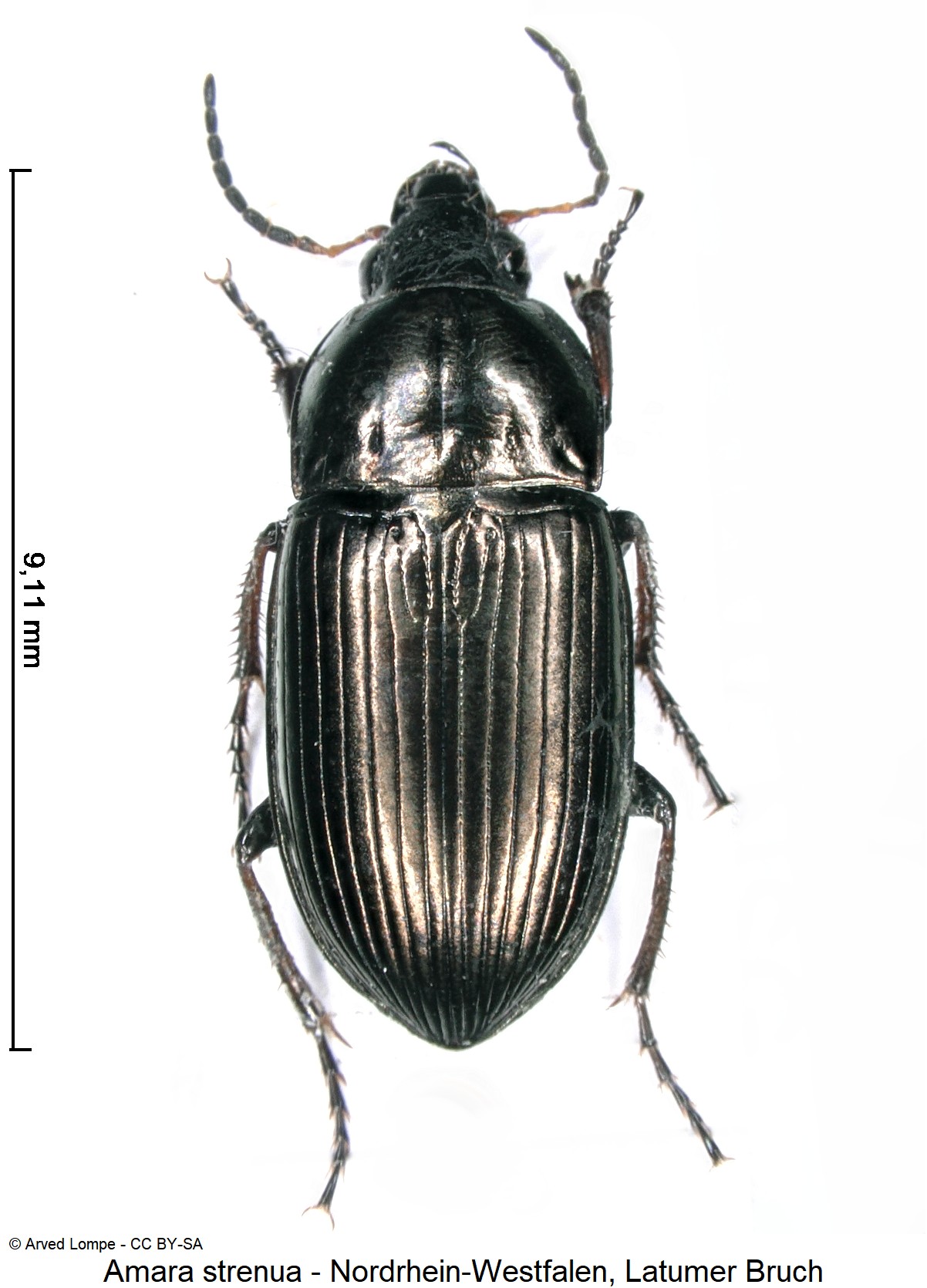 amara_strenua_ck36875804_hab.jpg