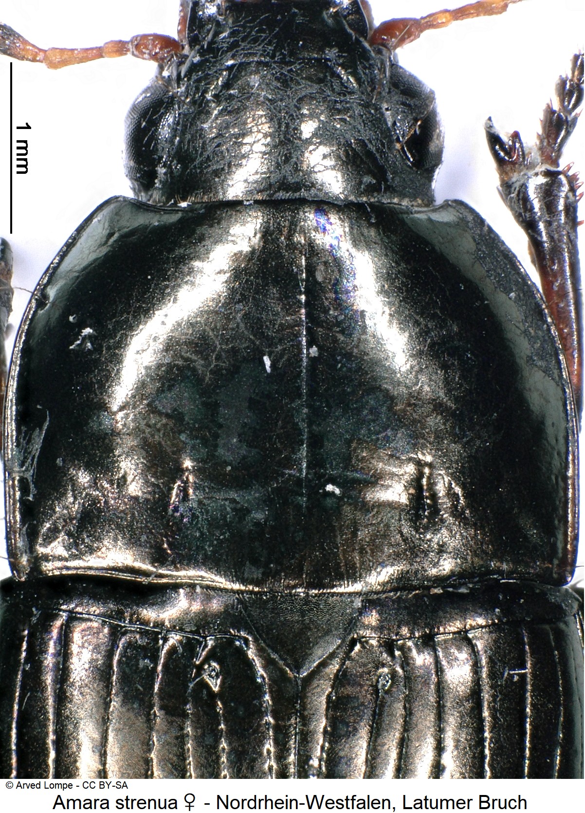 amara_strenua_w_ck36875804_vk.jpg