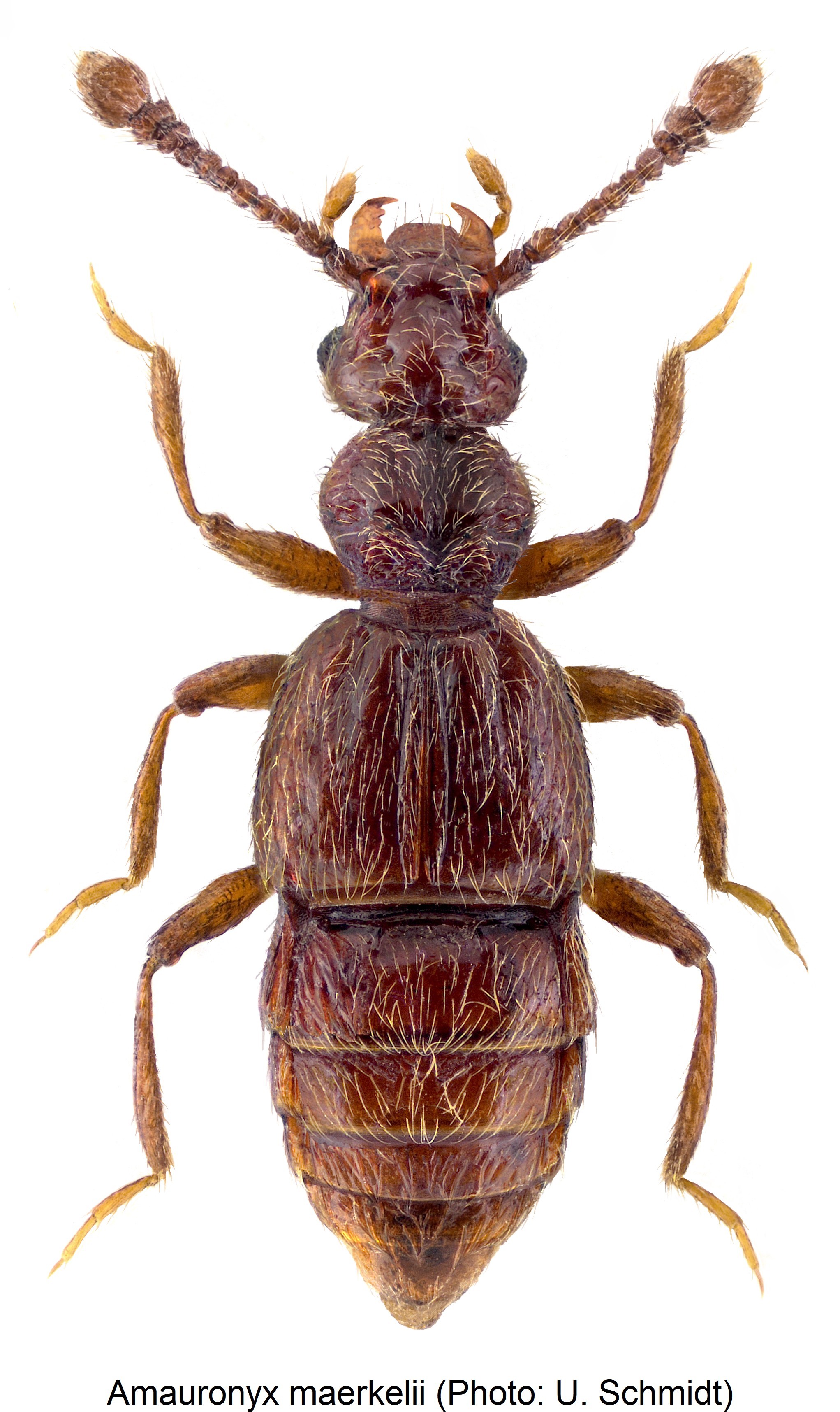 amauronyx_maerkelii_hab.jpg