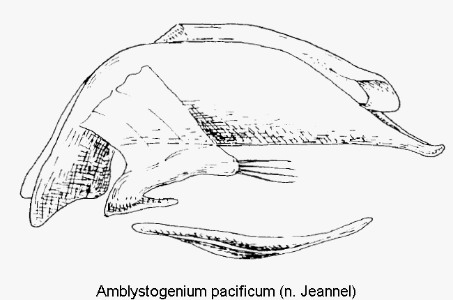 amblystogenium_pacificum.gif