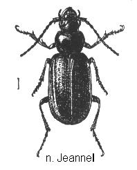 amblystomus_hab.jpg