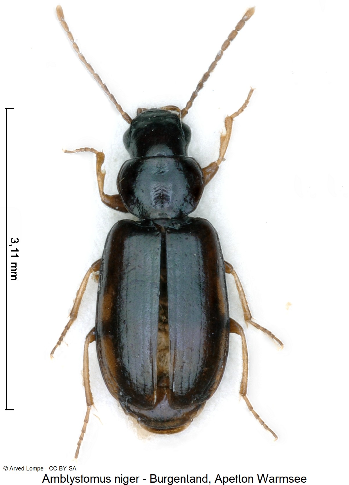 amblystomus_niger_ck38151097_hab.jpg