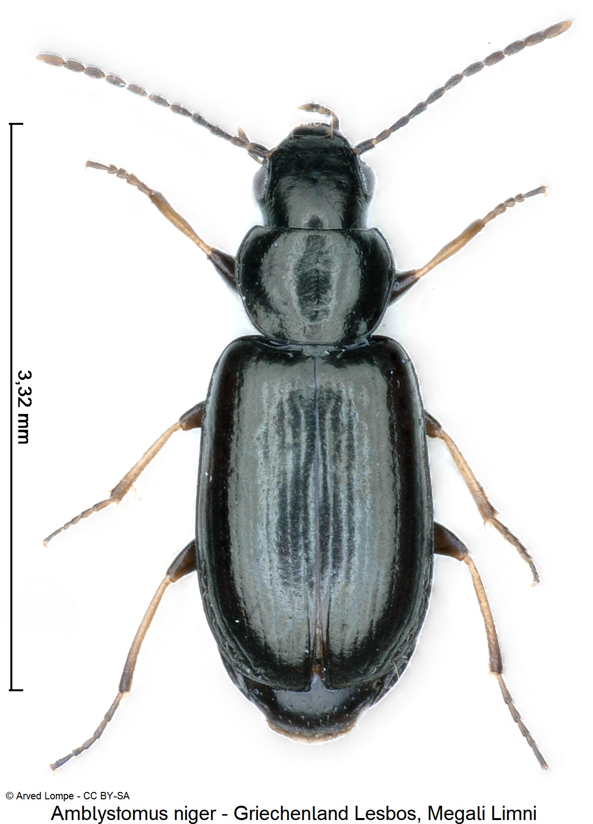 amblystomus_niger_ck38151117_hab.jpg