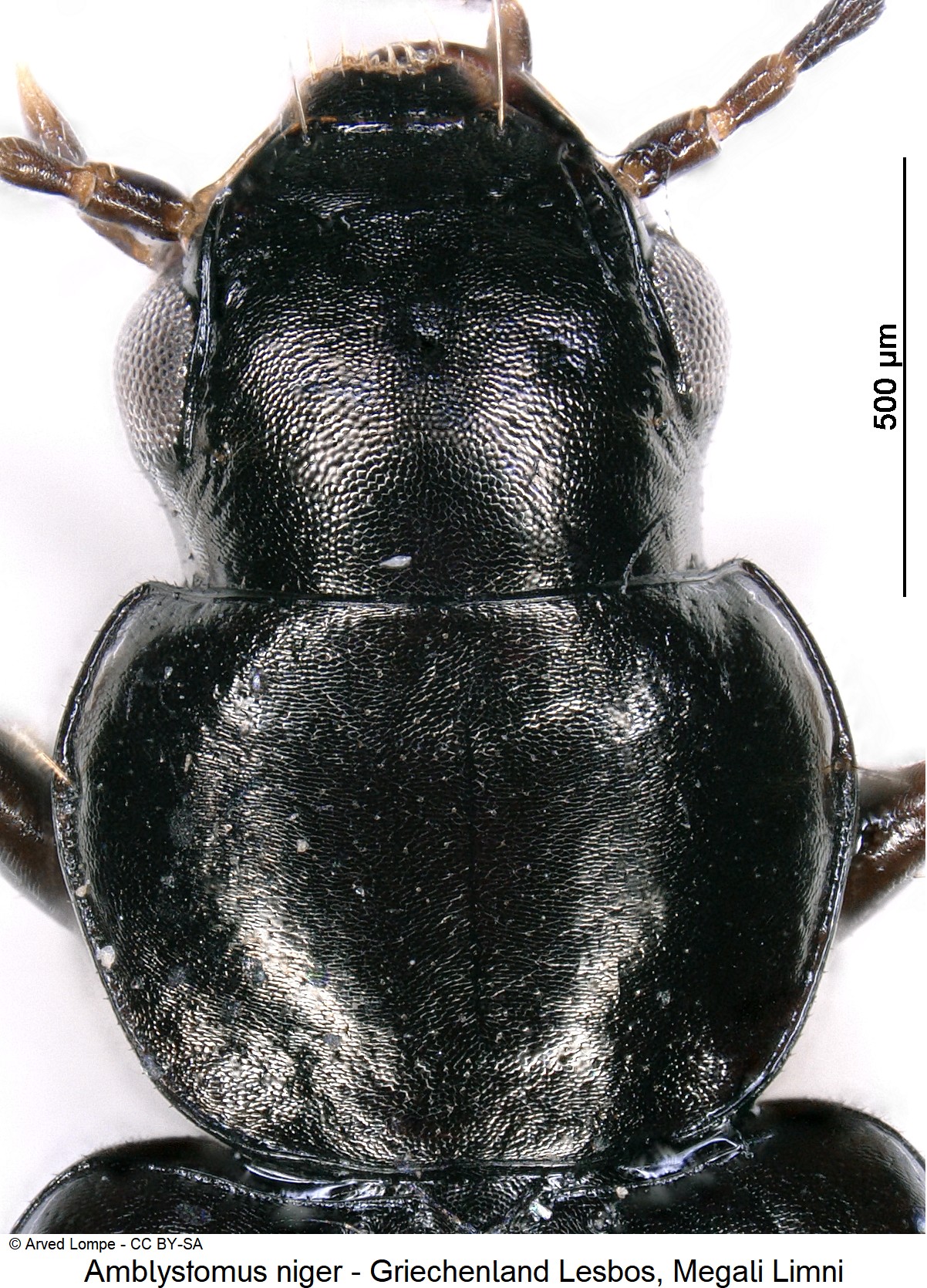 amblystomus_niger_ck38151117_vk.jpg