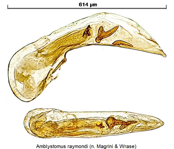 amblystomus_raymondi.jpg