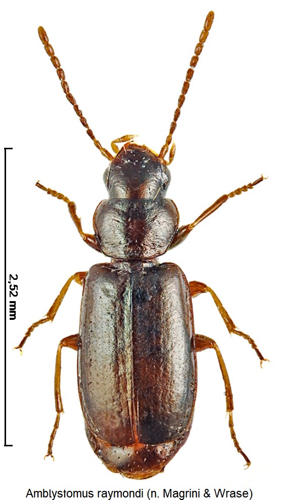 amblystomus_raymondi_hab.jpg