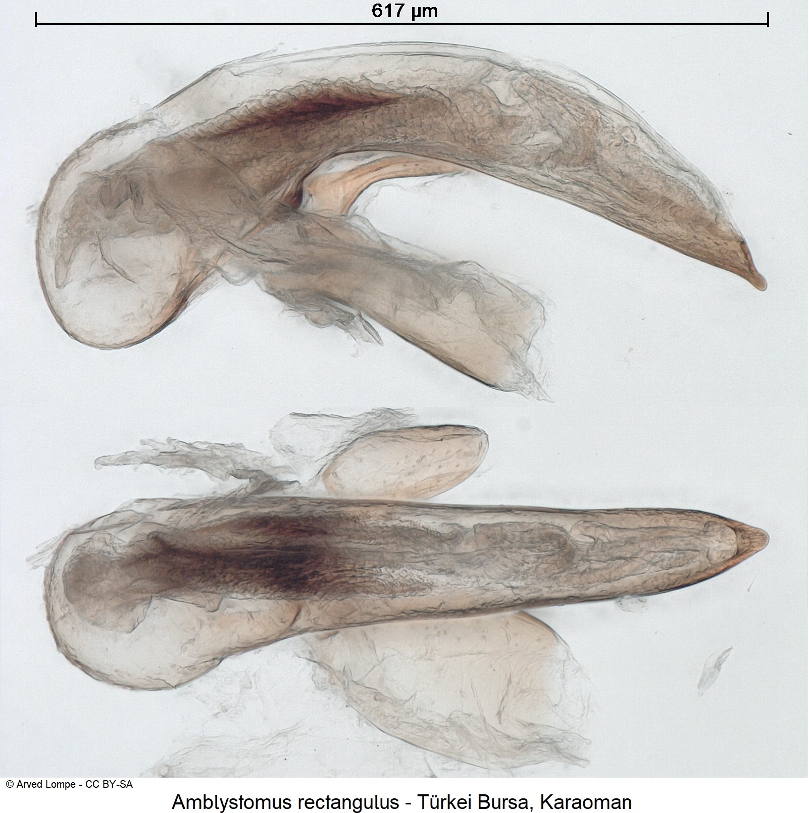 amblystomus_rectangulus_ck23223.jpg