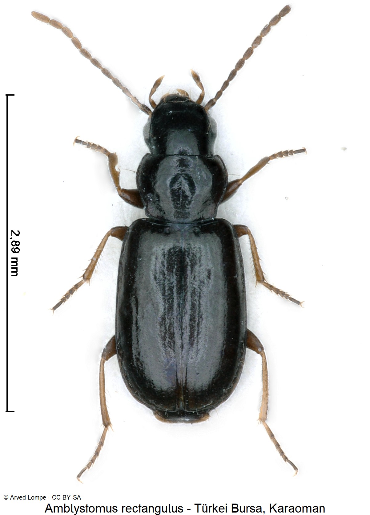 amblystomus_rectangulus_ck23223_hab.jpg