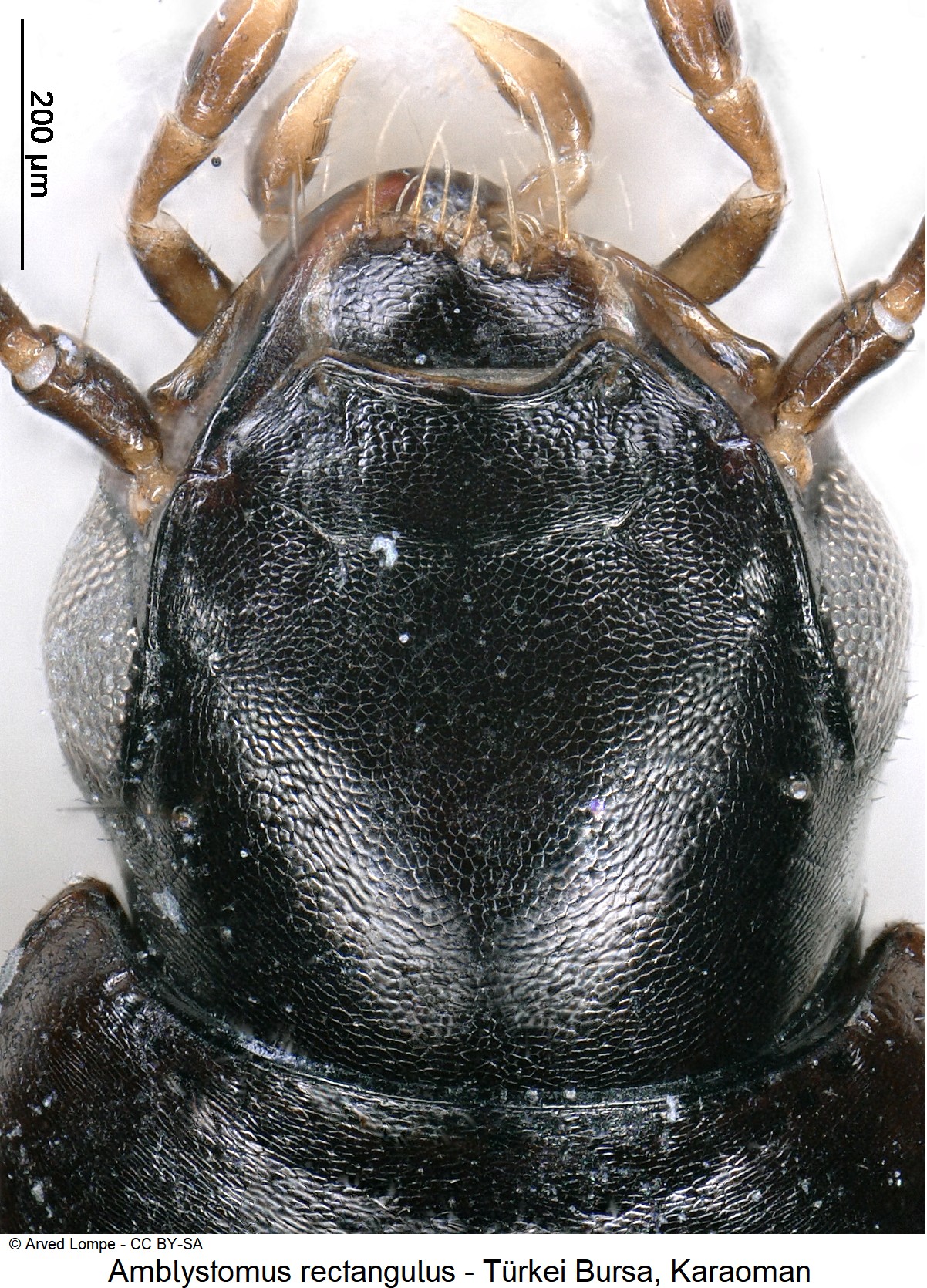 amblystomus_rectangulus_ck23223_k.jpg