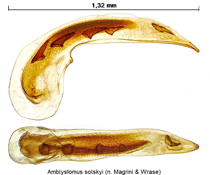 amblystomus_solskyi.jpg