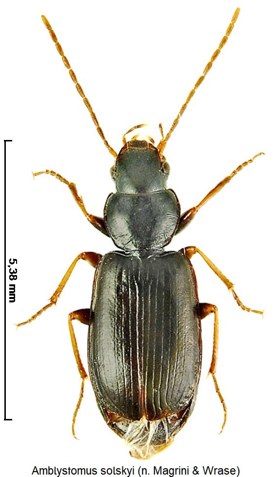 amblystomus_solskyi_hab.jpg