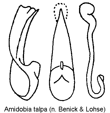 amidobia_talpa.gif