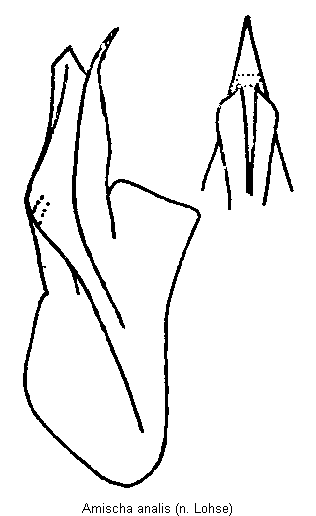 amischa_analis.gif