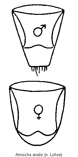 amischa_analis_hlb.gif