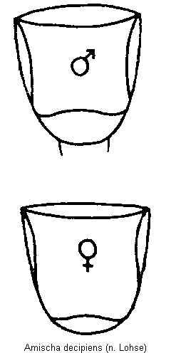 amischa_decipiens_hlb.gif
