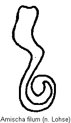 amischa_filum_sperm.gif