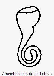 amischa_forcipata_sperm.gif