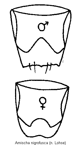 amischa_nigrofusca_hlb.gif