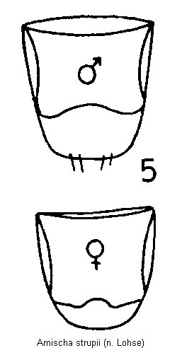 amischa_strupii_hlb.gif