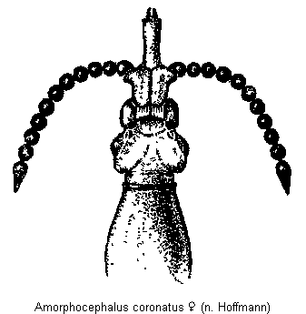 amorphocephalus_coronatus_vk.gif