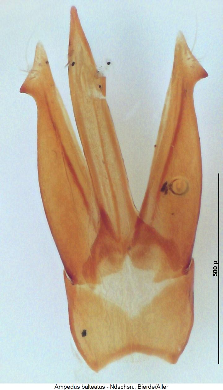 ampedus_balteatus.jpg