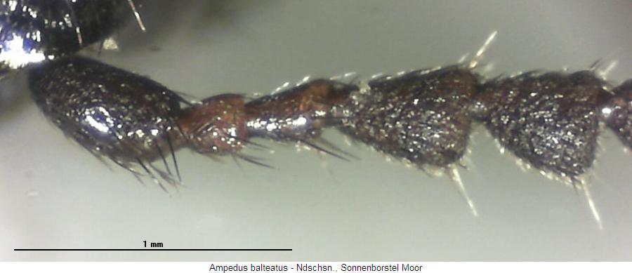 ampedus_balteatus_f.jpg