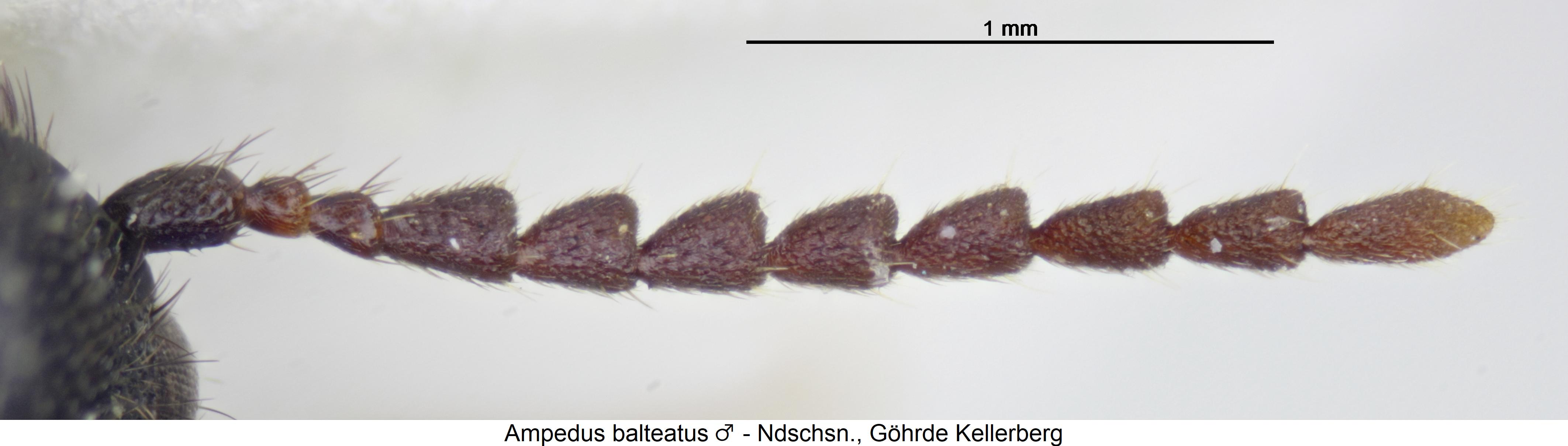 ampedus_balteatus_f1.jpg