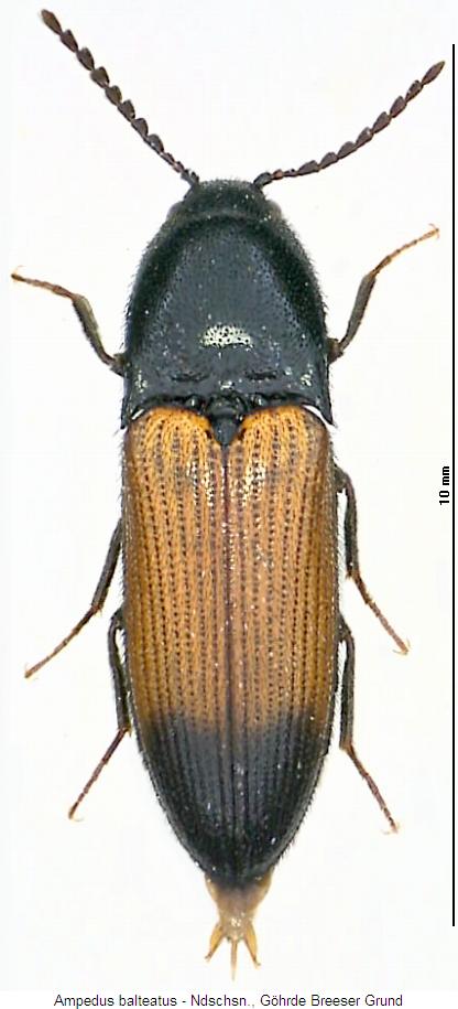 ampedus_balteatus_hab.jpg
