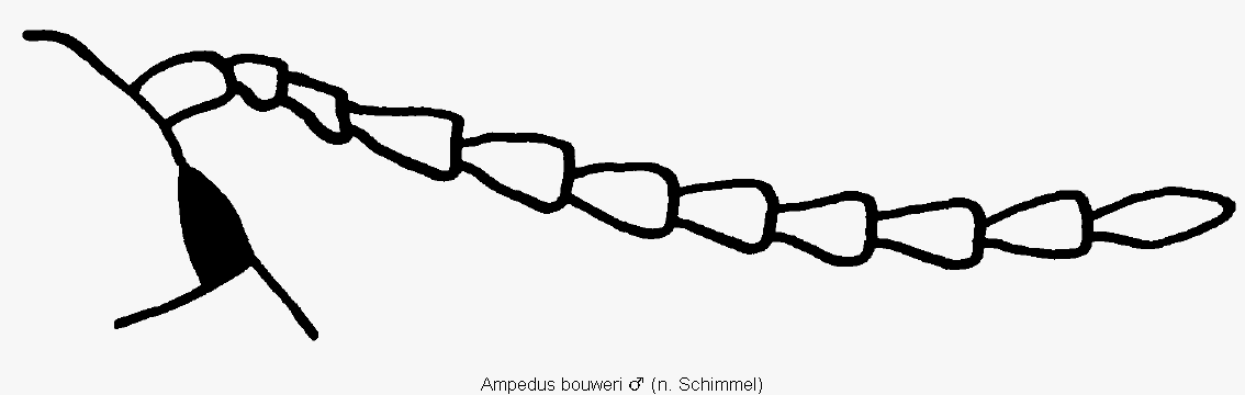ampedus_bouweri_f.gif