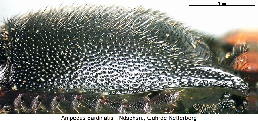 ampedus_cardinalis_hsch.jpg