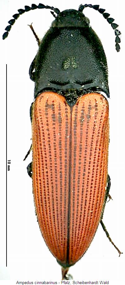 ampedus_cinnabarinus_hab.jpg