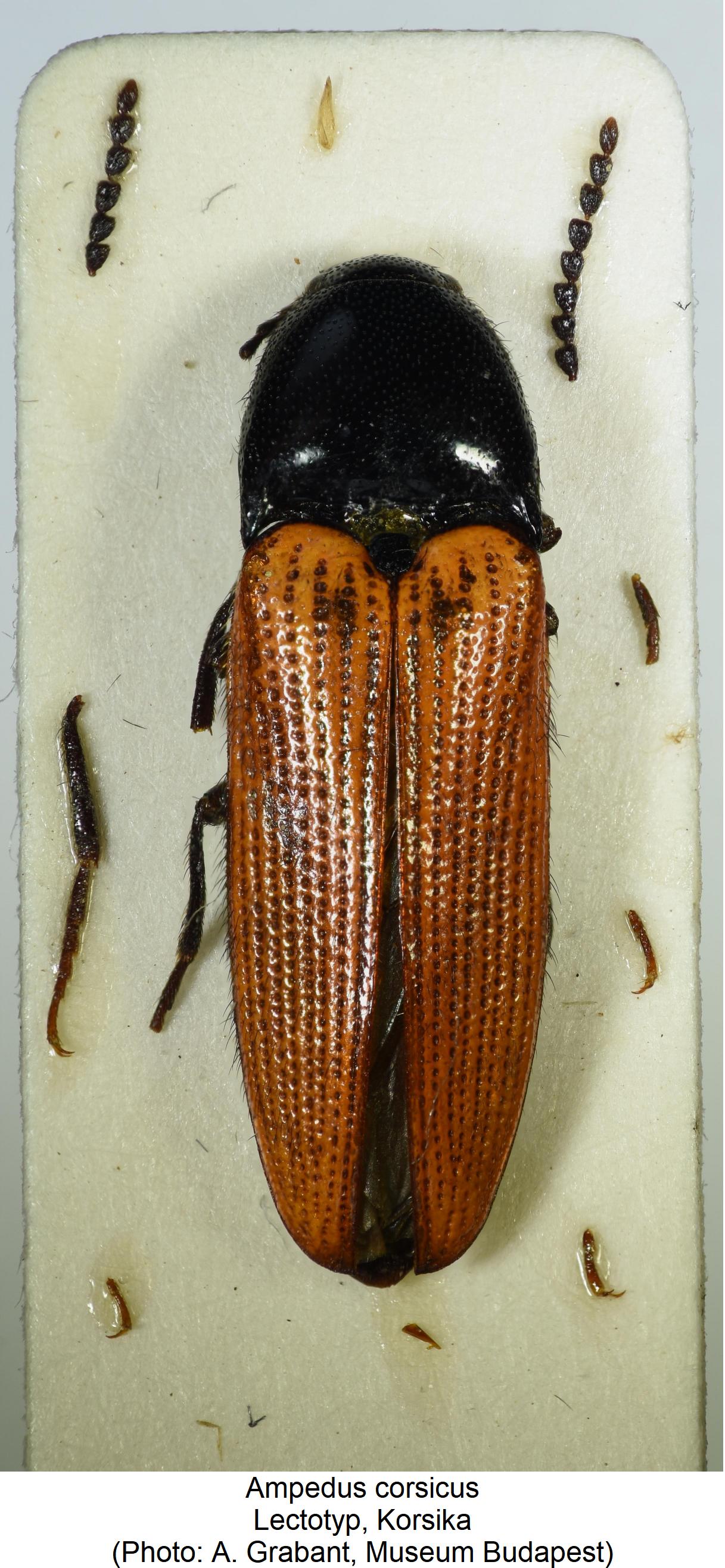 ampedus_corsicus_hab1.jpg