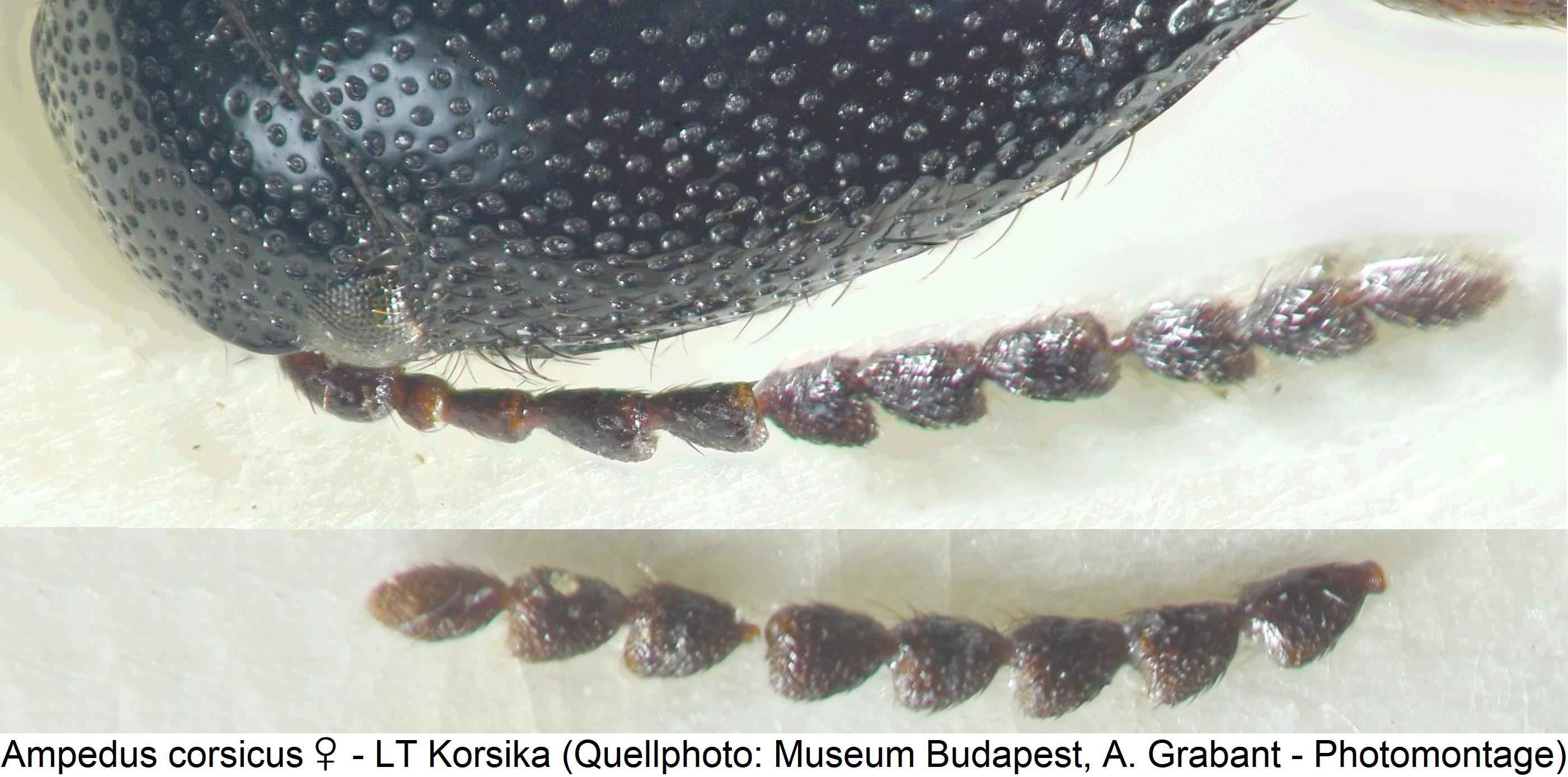 ampedus_corsicus_w_f.jpg