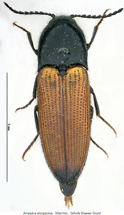ampedus_elongatulus_hab.jpg