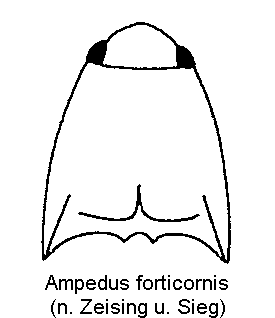 ampedus_forticornis_hsch.gif